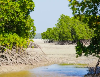 GK Palms Resort Local mangrove forests and wetlands